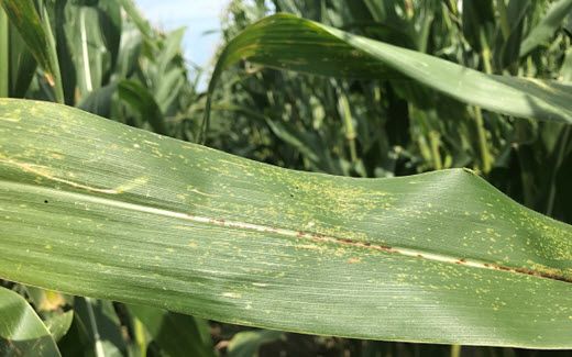 Physoderma Brown Spot - Corn Leaf, closeup