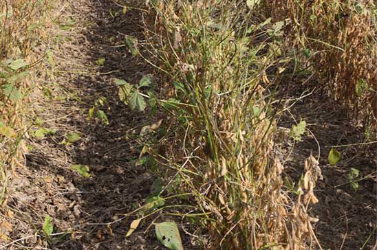 Cercospora Leaf Blight - soybeans - field photo