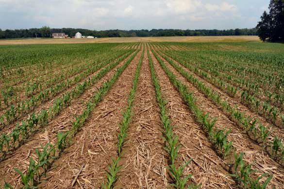 Photo - Early corn growing in field.