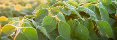 Enlist Products header - find local products