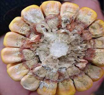 Photo - corn ear showing mycotoxin symptoms - cross section 