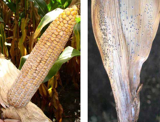 Photo - side-by-side - Corn ear and leaf showing mycotoxin symptoms.