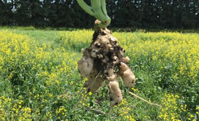 clubroot image