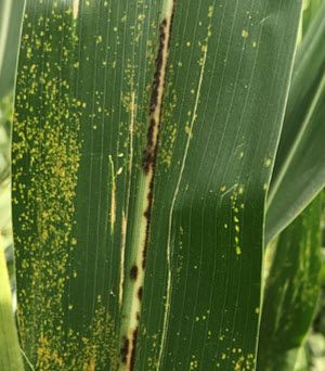Physoderma Brown Spot - symptoms on corn leaf