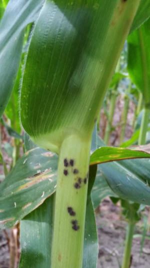 Physoderma Brown Spot - symptoms on corn stalk