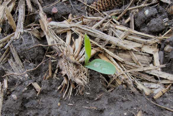 Photo - Emerging corn seedling in heavy residue in corn-on-corn field.