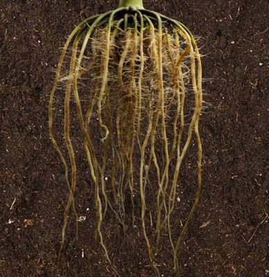 Image - roots against a background of soil