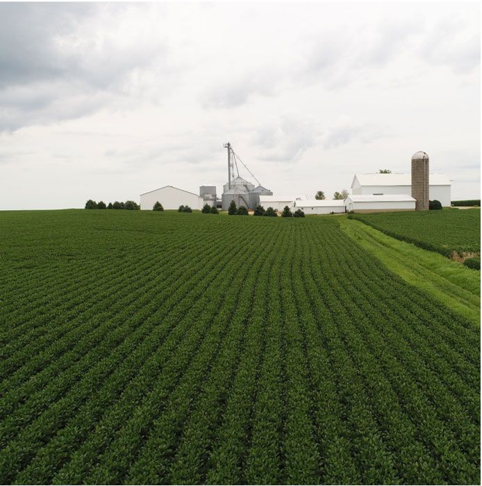 Photo - soybean field with farm operation in background - long shot - green field.