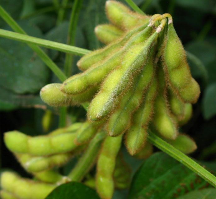 Photo - Closeup - soybeans in pods