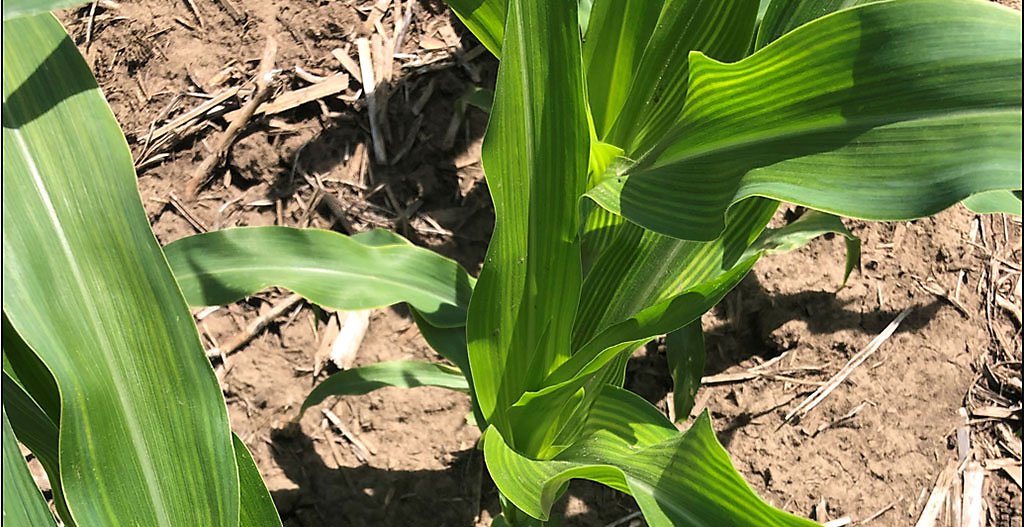 Photo - corn plant showing sulfur deficiency symptoms
