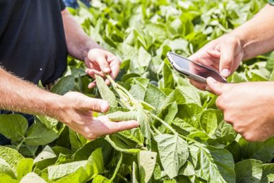 Photographing soybean plant in field