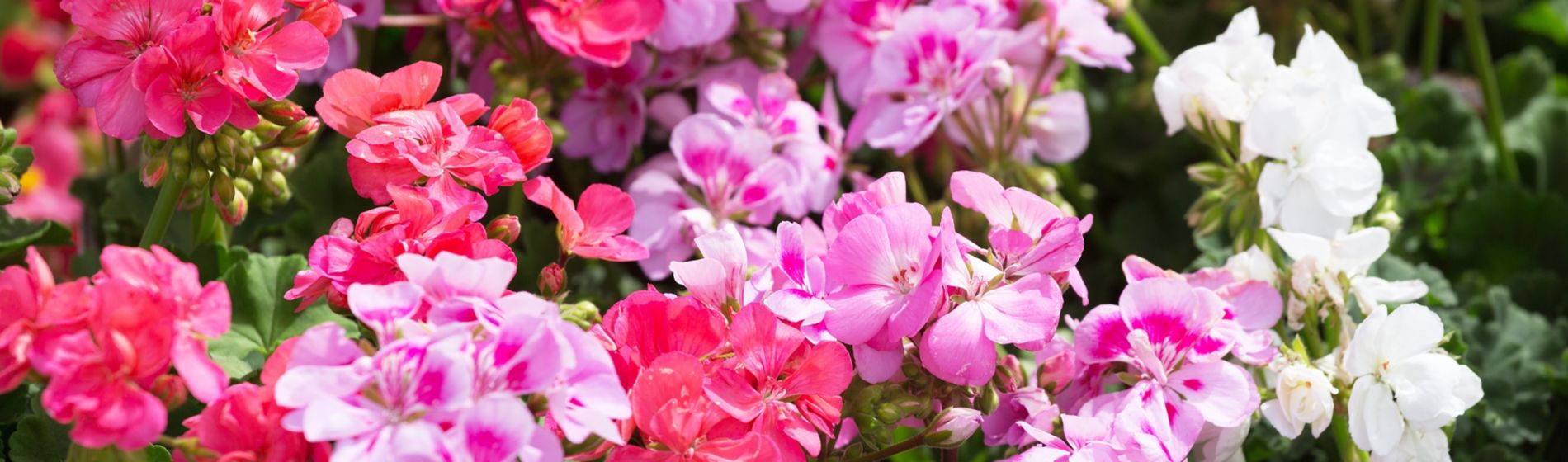 pink geraniums
