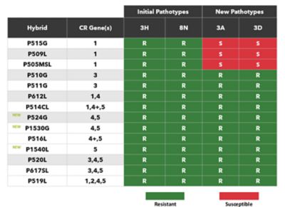 Clubroot Pathotypes chart