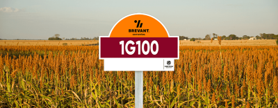 placa_sorgo_1G100