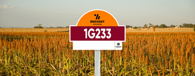 placa_sorgo_1G233