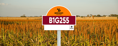 placa_sorgo_B1G255