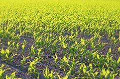 Planting Population/acre