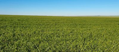 Pontos de atenção na adubação potássica de pastagens