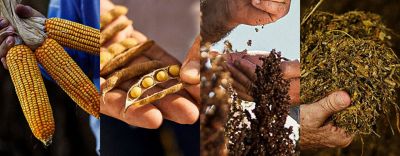Imagem dos produtos da Pioneer. Da esquerda para direita: milho, soja, sorgo e silagem.