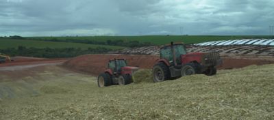 Percevejos na cultura do milho