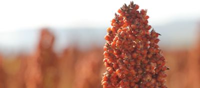Etanol de Sorgo é alternativa para viabilizar a expansão da cultura no Brasil