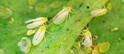 Proteção da soja contra mosca-branca