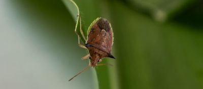 Percevejos na cultura do milho