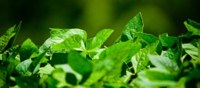 Aplicação de fungicidas