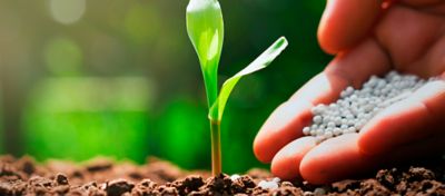 Mecanismos de perda de nitrogênio no solo na produção de milho