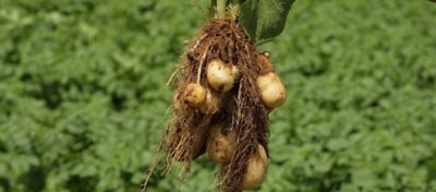 potato cluster out of the ground