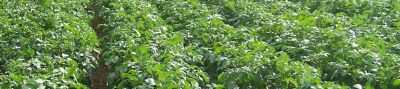 Potato rows