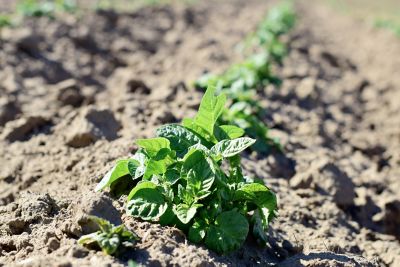 Potato field
