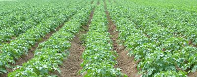 Potato field rows