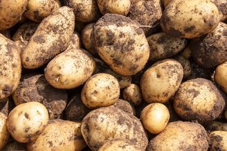 Potatoes covered in dirt