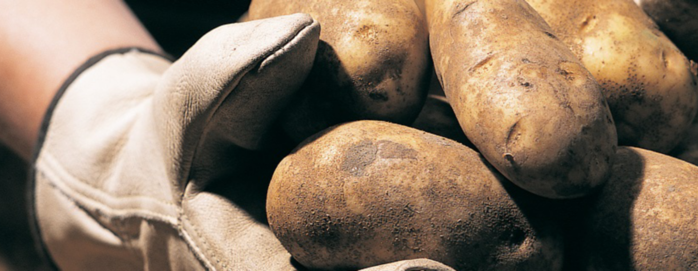 potatoes