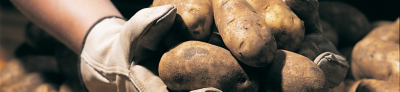 hands holding potatoes