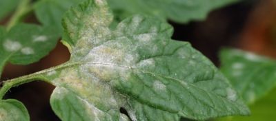 powdery mildew