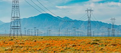 Powerlines and wildflowers