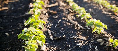 Clean soybean rows