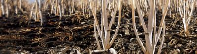 preseed stubble