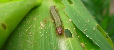 Lagarta-do-cartucho (Spodoptera frugiperda)
