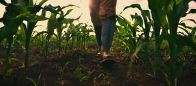 Sorgo: crescimento, desenvolvimento e cuidados com a cultura