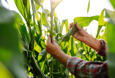 Maize crop
