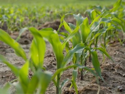 Dairyland Seed Corn Products