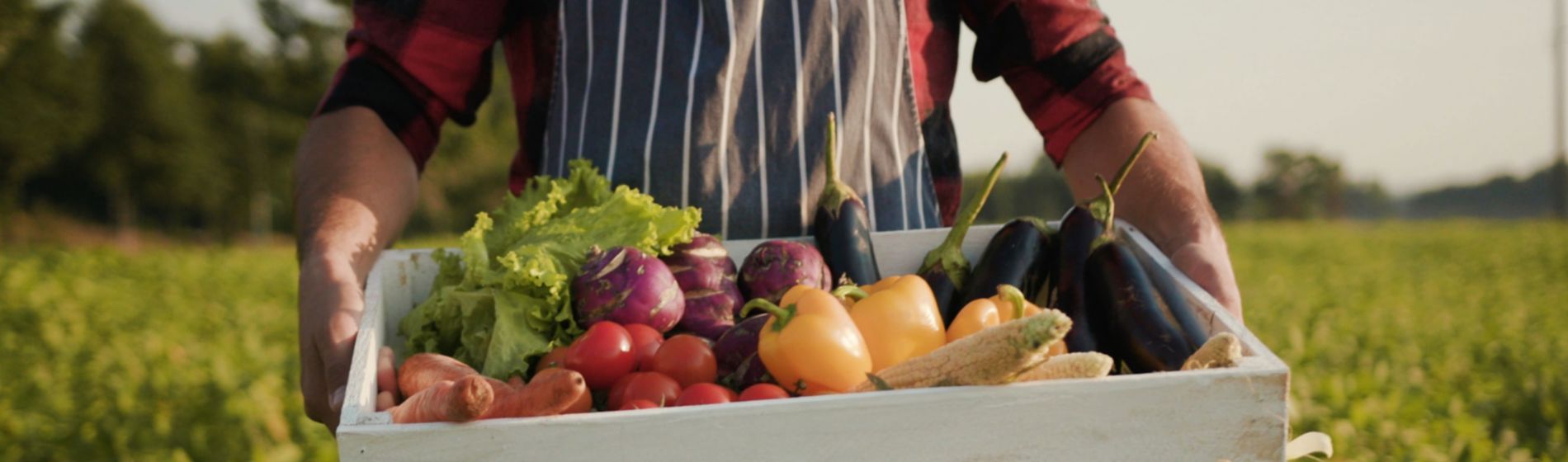 La alimentación y las experiencias gastronómicas