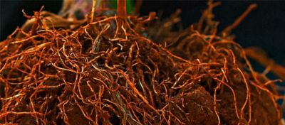 Raízes de um milho com nematóides