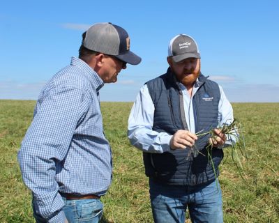 ranchers examining grass