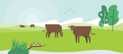 animated photo of cows in pasture