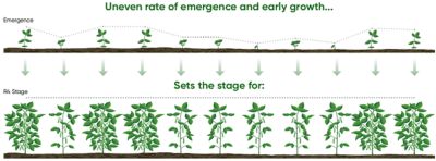 Uneven soybean emergence and early growth