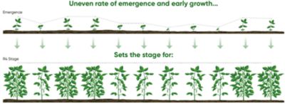 Uneven soybean emergence and early growth